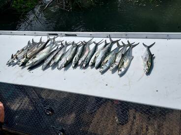 Murrells Inlet Report Photo 2