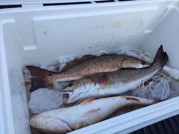 Jacksonville Report Photo 1