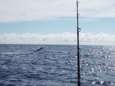 Quepos Report Photo 1