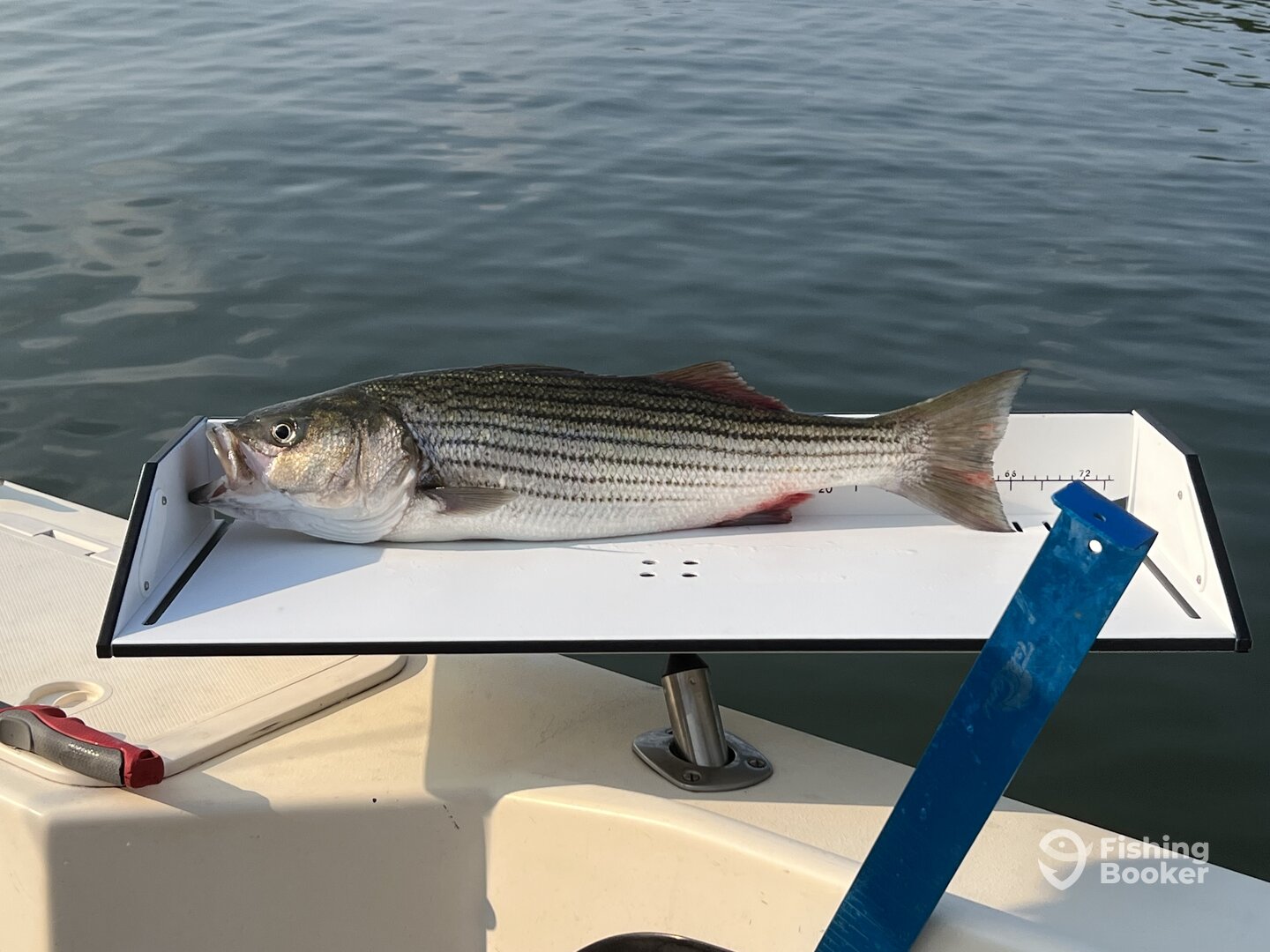 Stevensville Report Photo 0