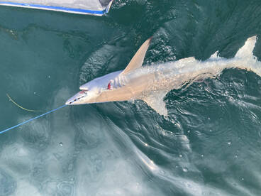 Foto Report Nags Head 2