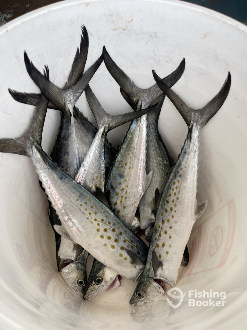 Wanchese Report Photo 0