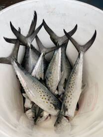 spanish and blues chewing 