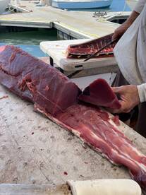 Haleiwa Report Photo 1