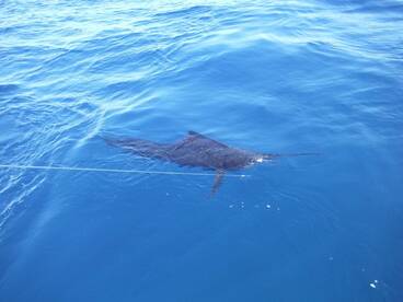 Quepos Report Photo 2