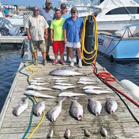 Impressive Seabass, Tuna, and Tilefish C