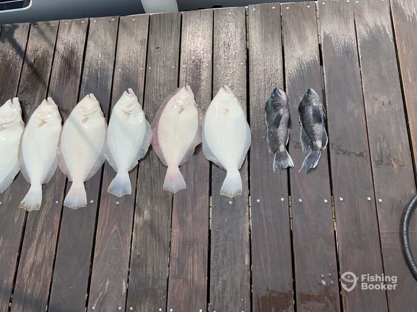 Rehoboth Beach Report Photo 0