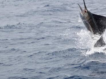 Quepos Report Photo 1