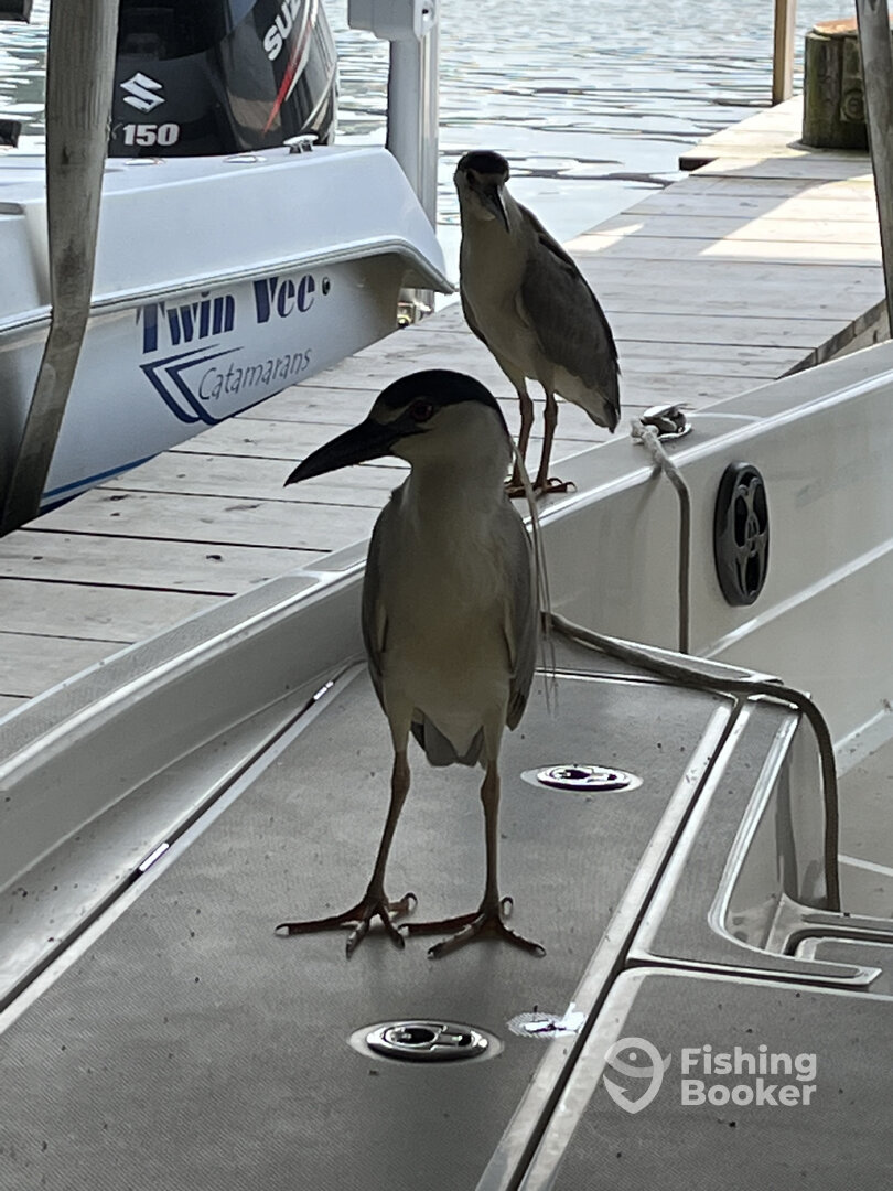 Venice Report Photo 0