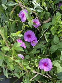 Venice Report Photo 2