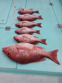 Destin Report Photo 2