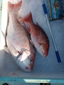 Red snappers