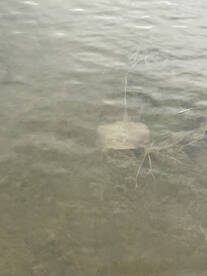 Venice Report Photo 1