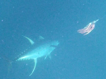 Sydney Report Photo 2