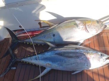 Sydney Report Photo 1