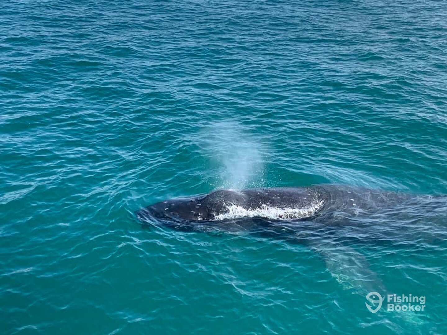 Tewantin Report Photo 0