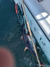 Gloucester Report Photo 2