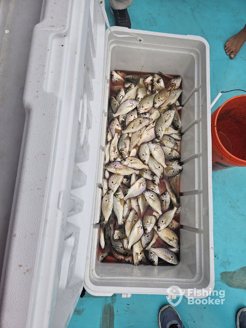 Solomons Report Photo 0