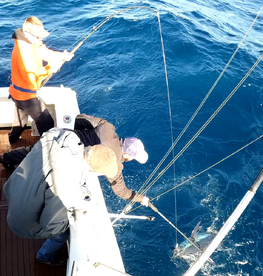 Sydney Report Photo 2