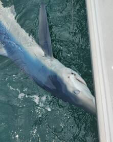 Mastic Report Photo 1