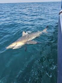 Monster bull sharks !!