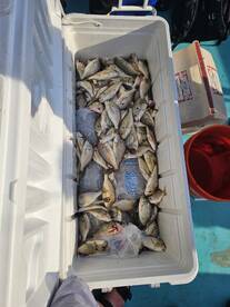 Solomons Report Photo 1