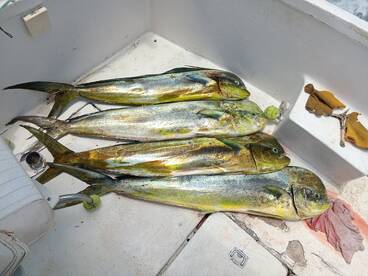 Big dorado year!