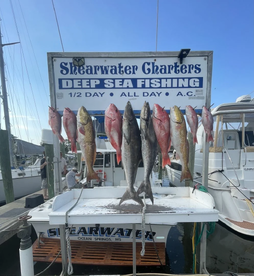 June snapper trips 