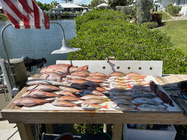 ARS, Yellowtail, Mangrove, Lane Snapper 