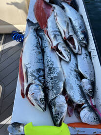 Resident Coho salmon is in full swing!