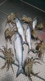 Chinook Salmon Fishing Dec/Jan