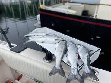 Resident Coho fishery has been hot