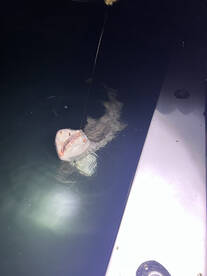 Bishopville Report Photo 3