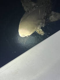 Bishopville Report Photo 2