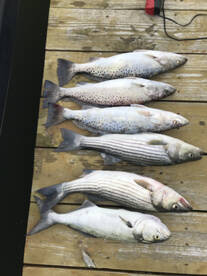 Speck Fishing 