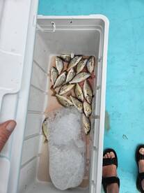 Solomons Verslag Foto 1