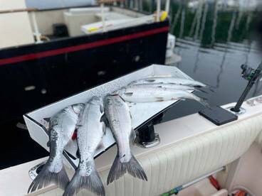 Seattle Report Photo 2