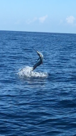 Sails and more sails