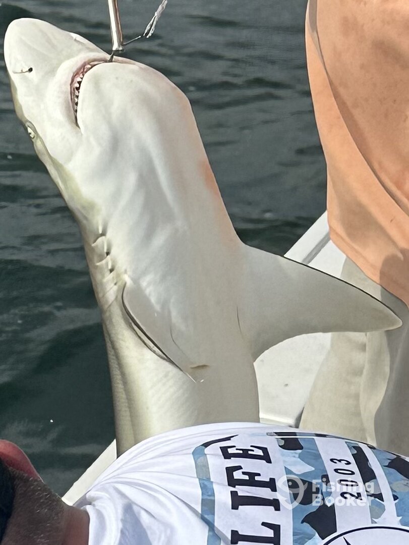 Cape Coral Report Photo 0