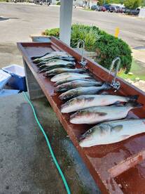 Striped bass and blues  