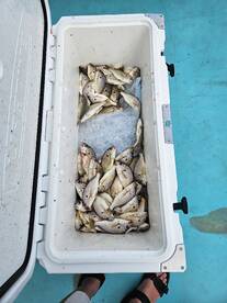 Solomons Report Photo 1