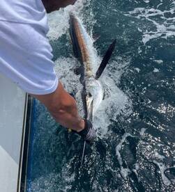 White Marlin Action