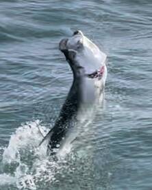 Islamorada Report Photo 1