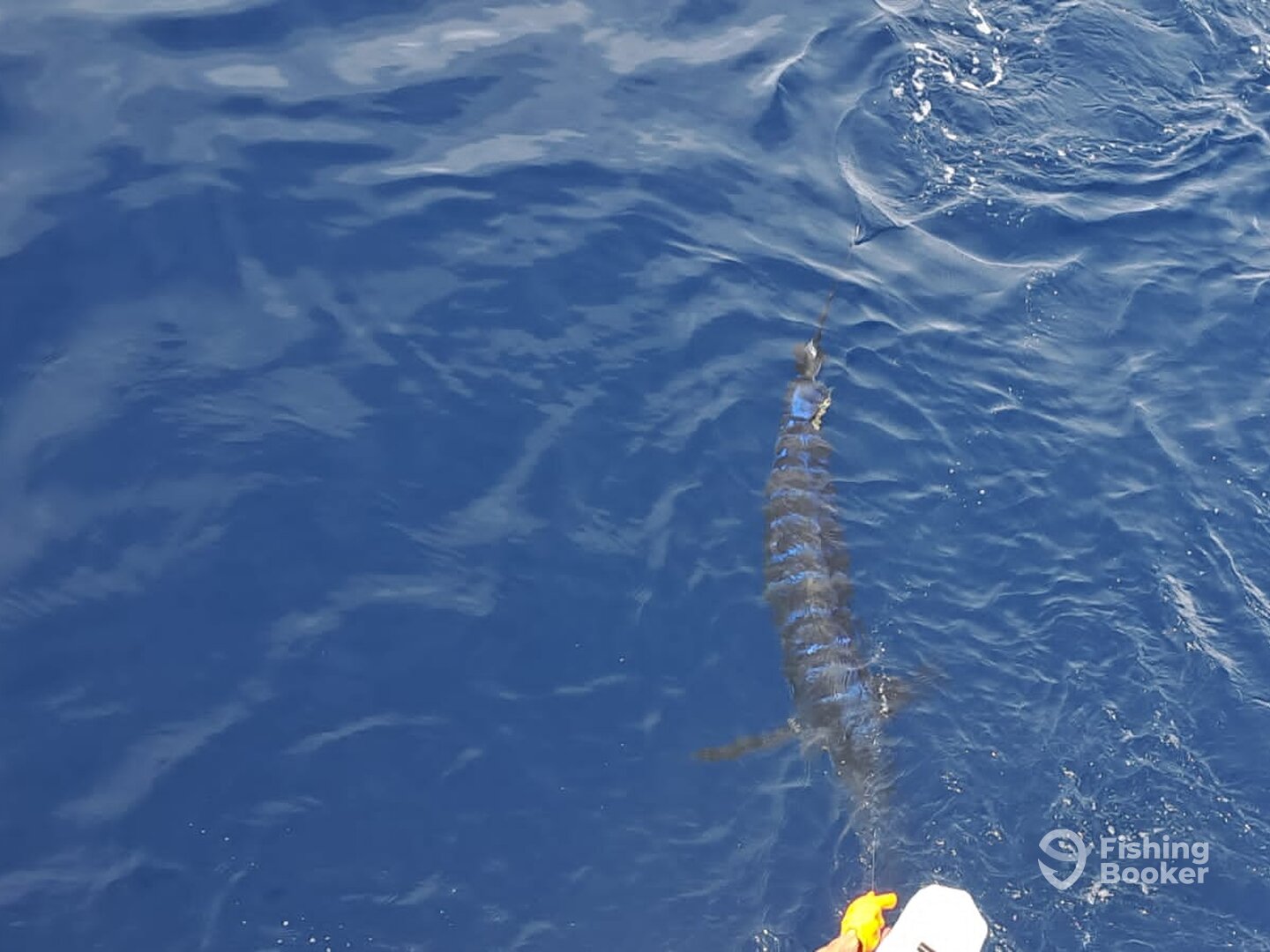 Quepos Report Photo 0