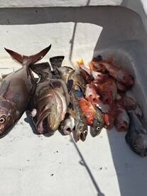 Herradura Report Photo 1