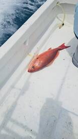 Herradura Report Photo 2