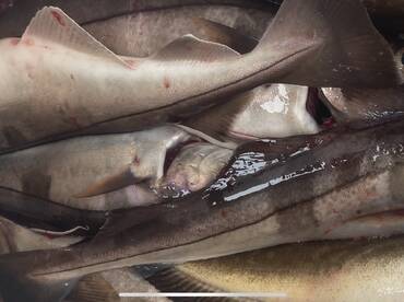 Gloucester Report Photo 2