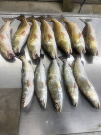 Wade fishing bite on fire