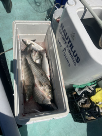 San Francisco Report Photo 2