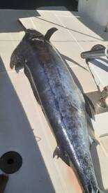 Le Morne Report Photo 1